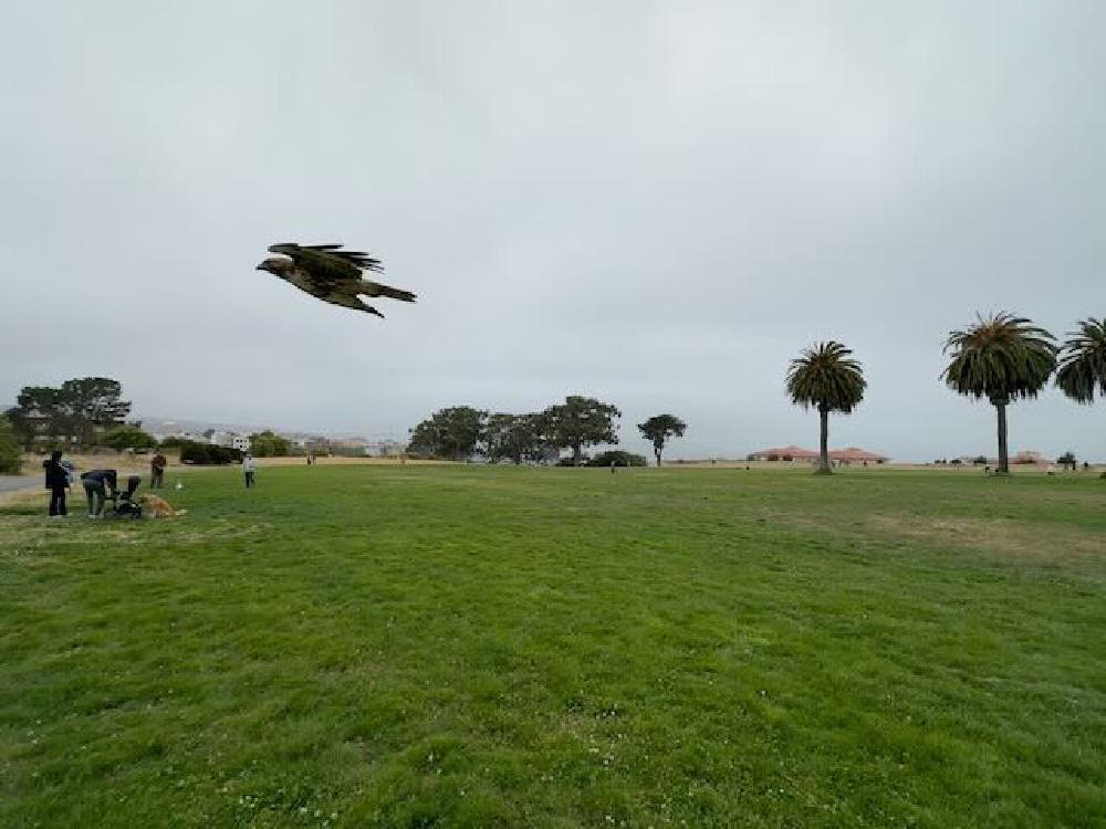cooper-hawk.jpg