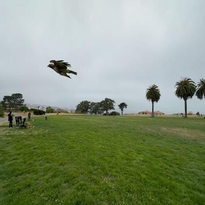 cooper-hawk.jpg